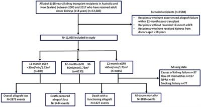 Interactions Between Donor Age and 12-Month Estimated Glomerular Filtration Rate on Allograft and Patient Outcomes After Kidney Transplantation
